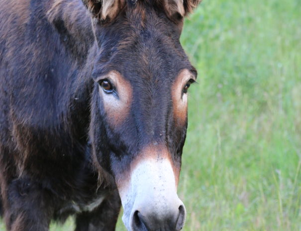 Custer State Parks's Beggin' Burros